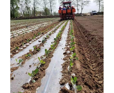 兩行白菜移栽機(jī)